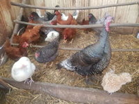   Poules pondeuses rousses a queue noir 