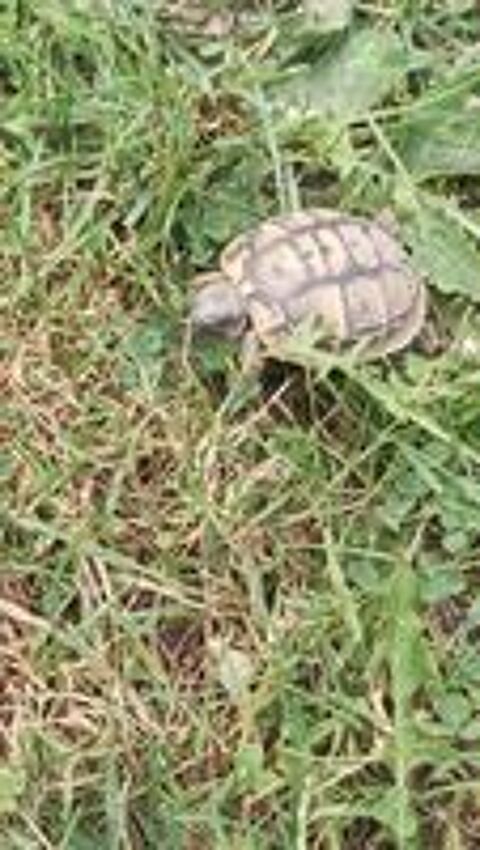   tortue  