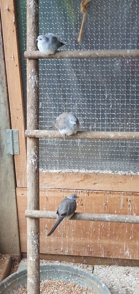 Colombe diamant 12 35530 Brc