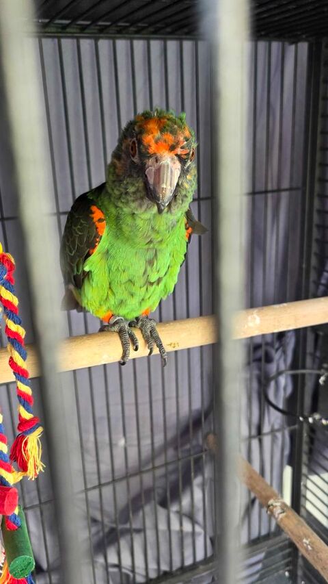 perroquet de jardine femelle 650 65390 Aurensan