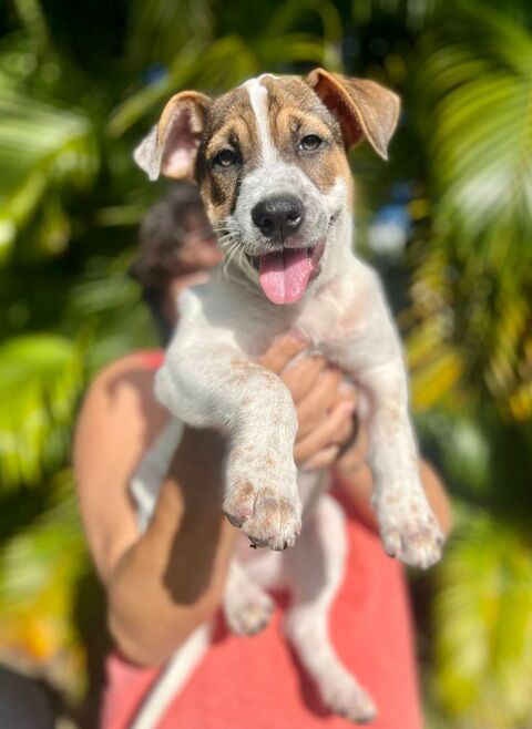 Roach, m&acirc;le X berger, n&eacute; le 01/11/2025 🤍 300 69100 Villeurbanne