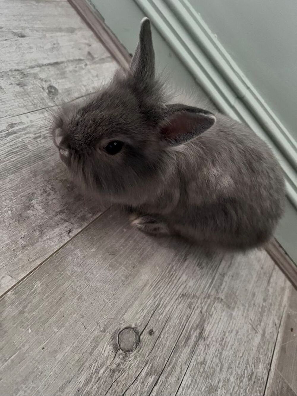   Lapin tête de lion  