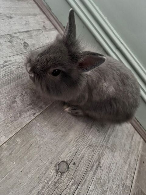 Lapin t&ecirc;te de lion 150 36000 Ch�teauroux