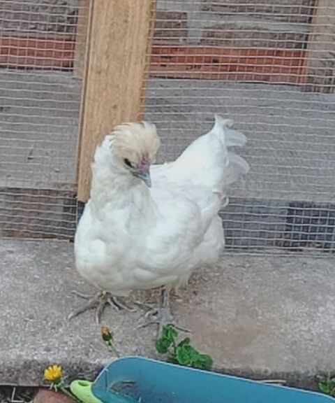 Poule blanche 15 71190 Mesvres