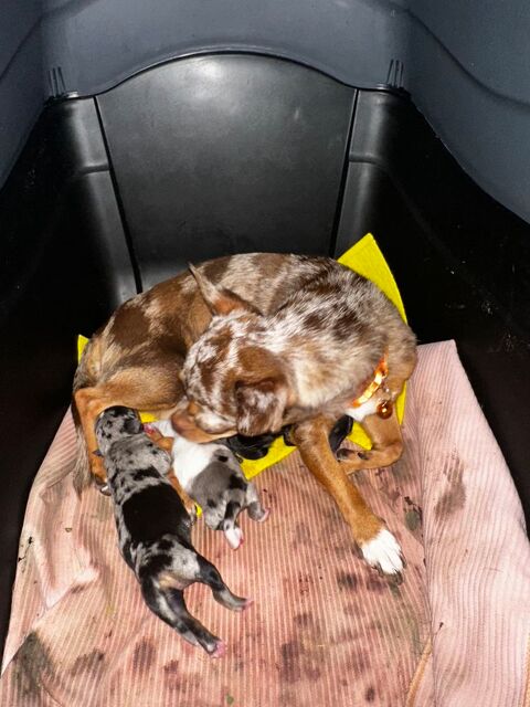 Deux magnifiques femelles chihuahuas trop chou ? 0 94290 Villeneuve-le-roi