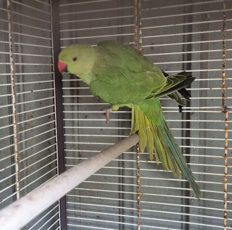 Perrcuhe a Collier  70 17510 Villiers-couture