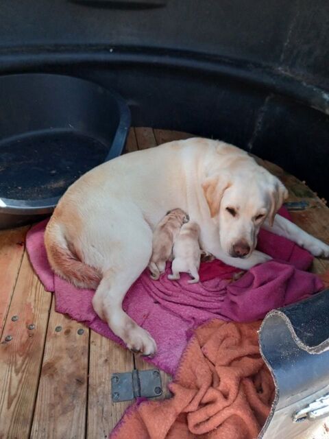 1 M&Acirc;LE LABRADOR SABLE LOF 1300 44680 Saint-mars-de-coutais