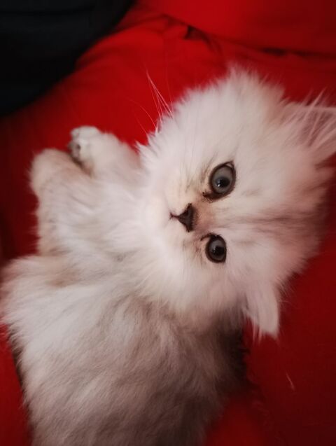 Chaton type persan chinchilla non loof 0 66000 Perpignan