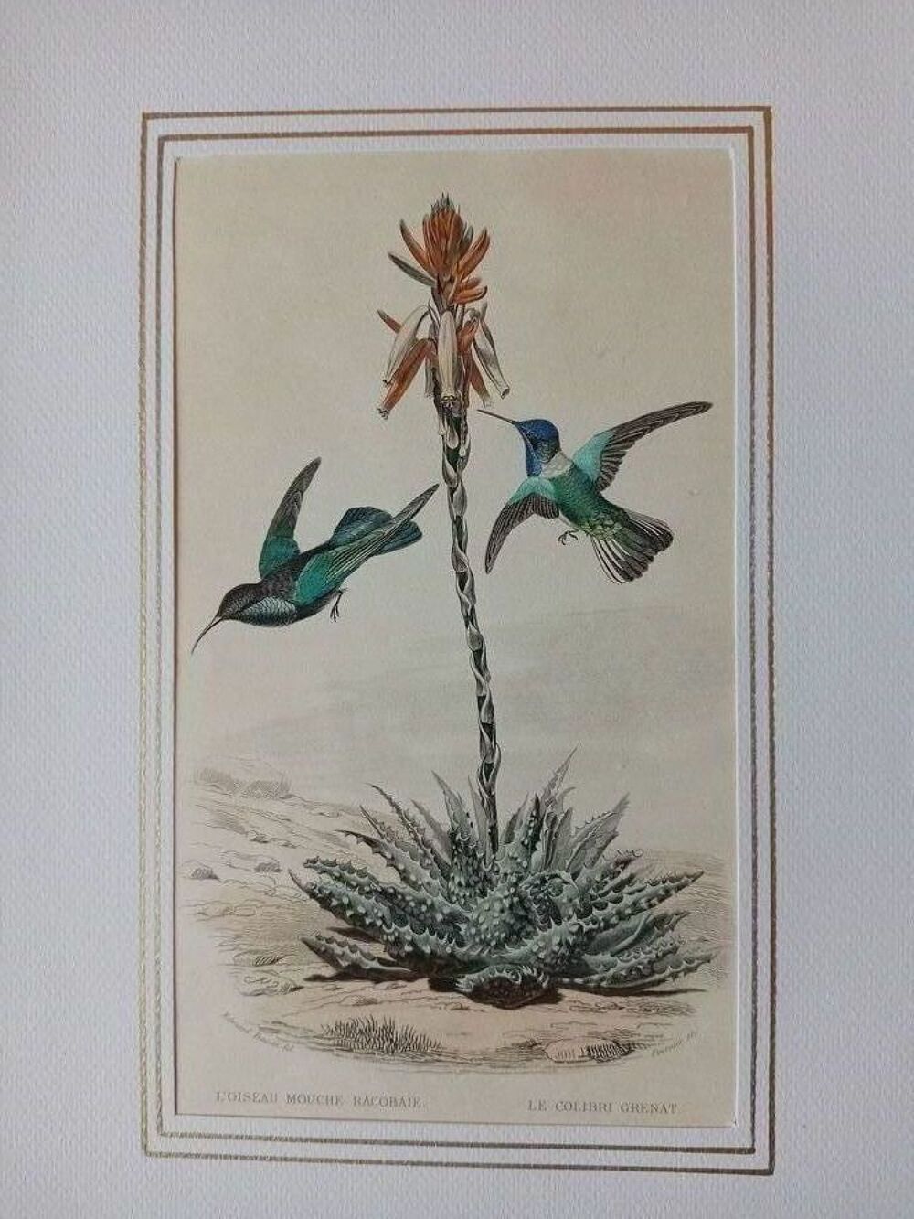 GRAVURES ORIGINALES DE BUFFON LES OISEAUX 1830 