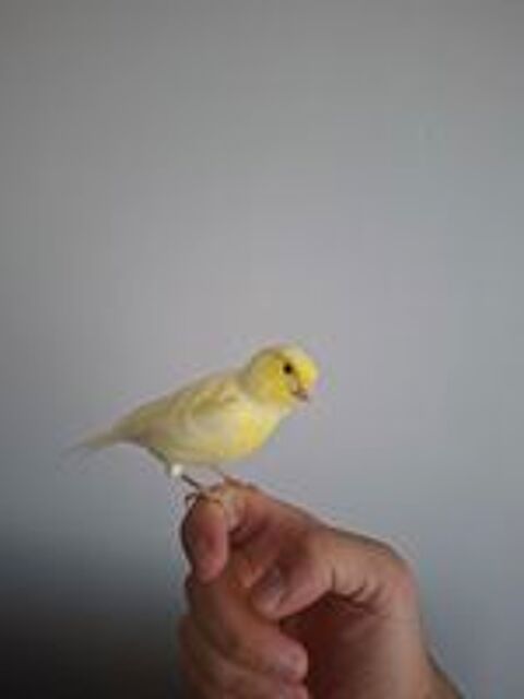   Canari eam 