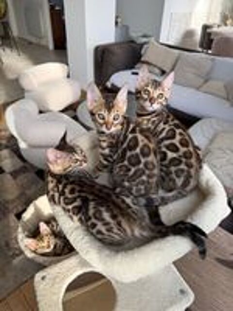   CHATON Bengal Mâle LOOF Disponible 