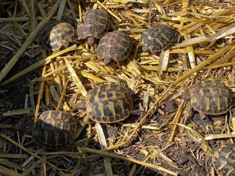 TORTUES HERMAN 1 ANS 50 06600 Antibes