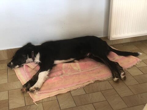 Donne chien Border 0 23290 Saint-�tienne-de-fursac