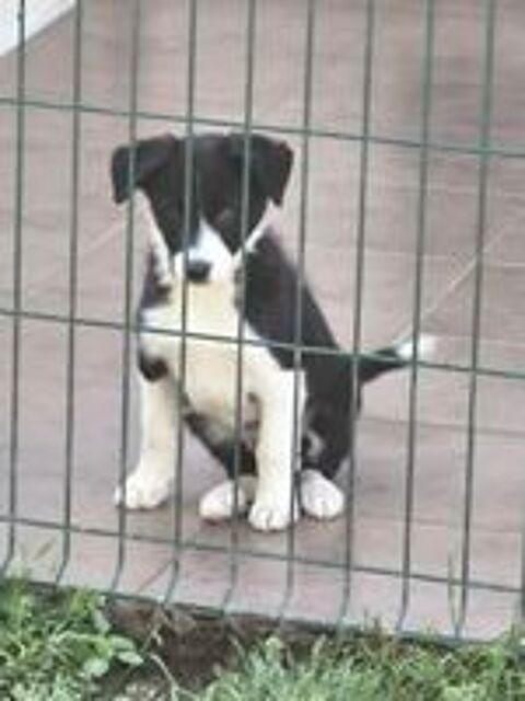   Superbes Chiots Border Collie Non Lof  