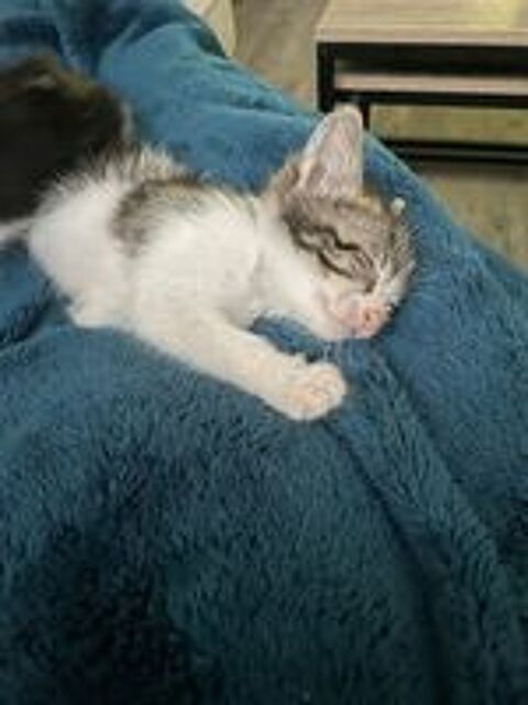   FERDINAND 