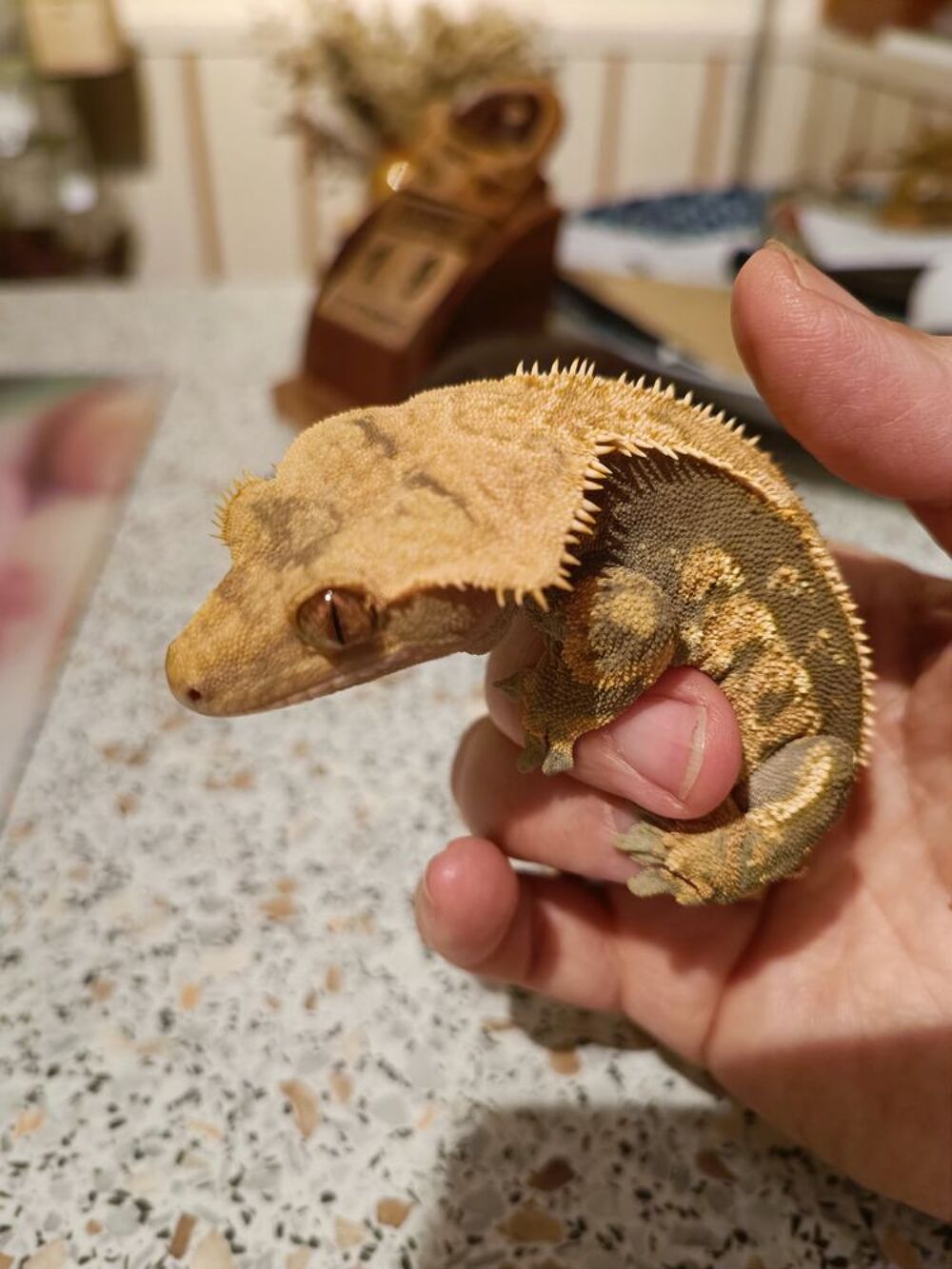   Geckos à crête  