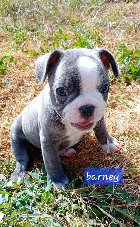 Chiot bouledogue fran&ccedil;ais exotique  1200 18370 Beddes