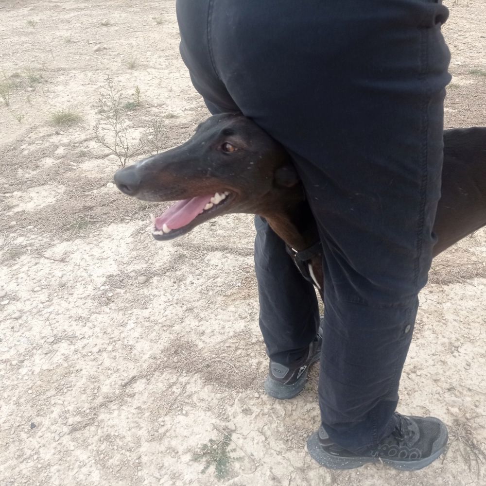  A l'adoption : RASMIA💛, merveilleuse galga de 2 ans  