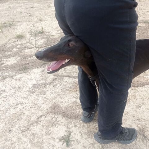 A l'adoption : RASMIA💛, merveilleuse galga de 2 ans 315 24140 Douville