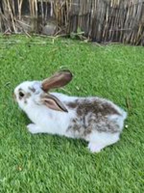   Lapin nains et papillons  
