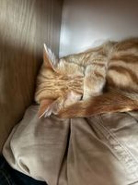   Cookie,3 ans,cherche un bon foyer  