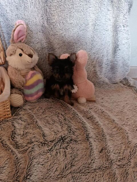 Chiots Yorkshire Biewer 950 62500 Clairmarais