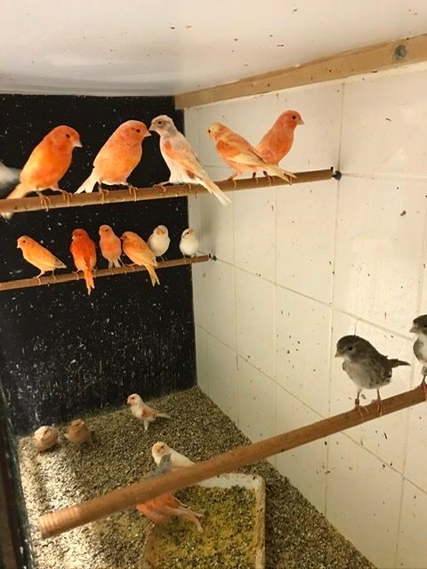 Canaris couleurs 35 31600 Muret