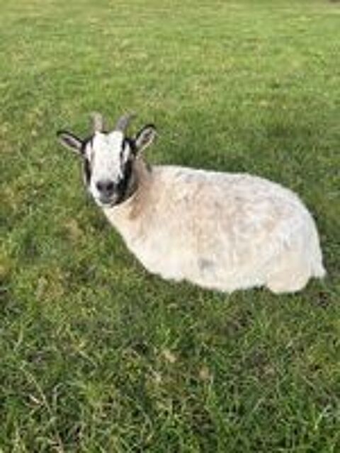   bouc et chèvre 