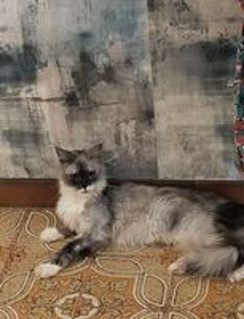   maincoon 