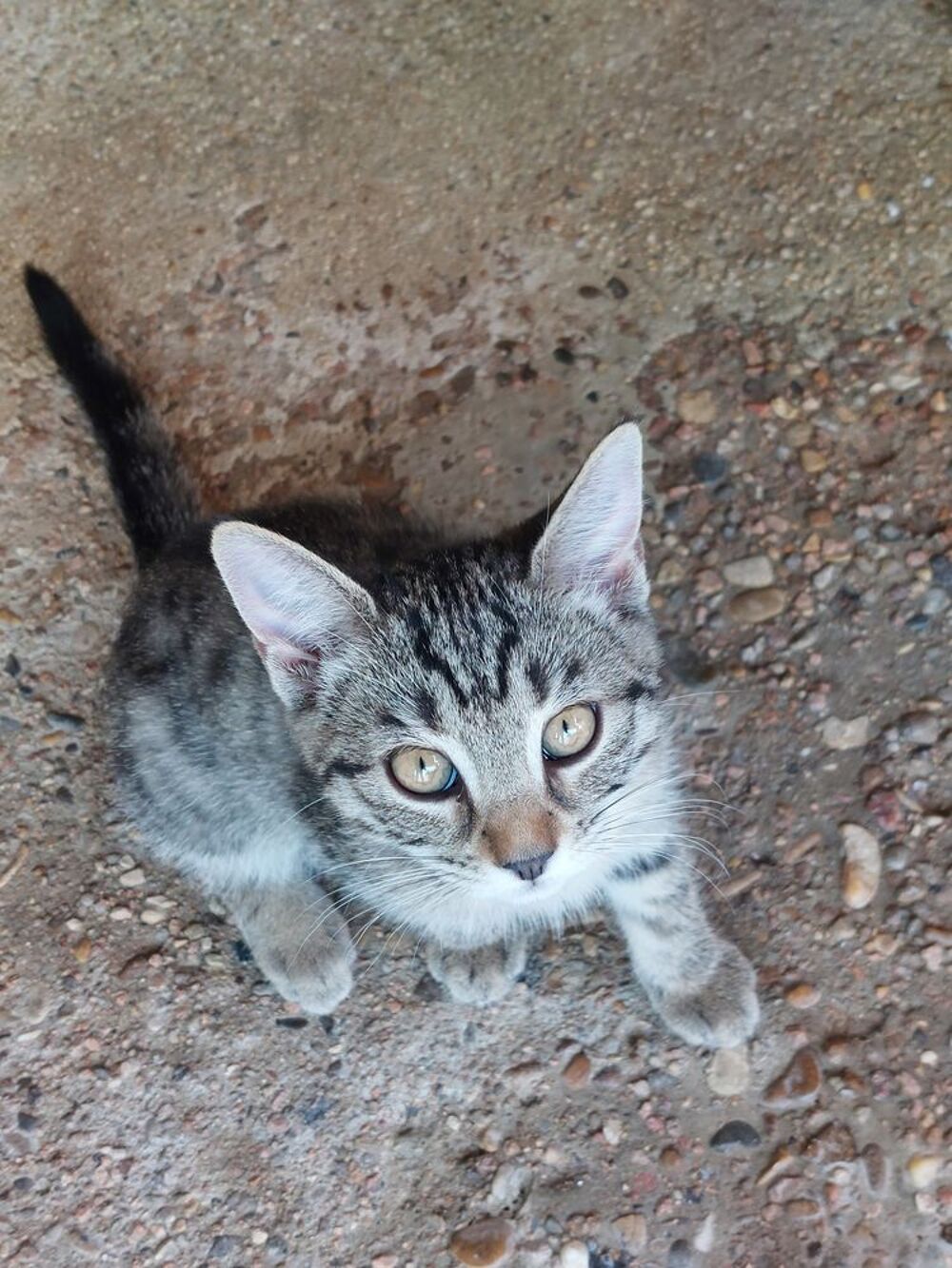   Je donne contre bons soins chatons européen 