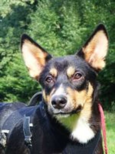   Vito à l'adoption 