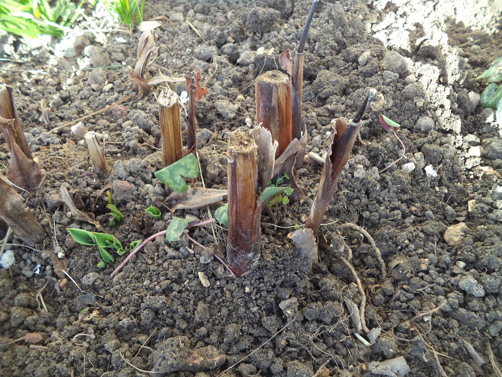 Bulbes de Cannas rouge beau feuillage Jardin