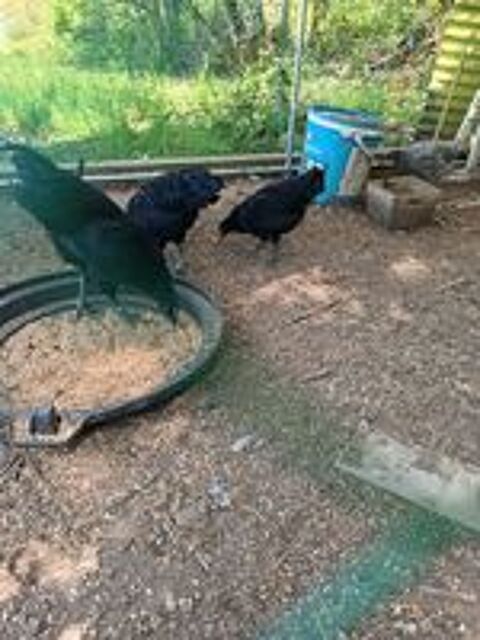   Coq cemami  