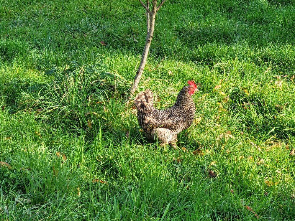 oeufs f&eacute;cond&eacute;s Jardin