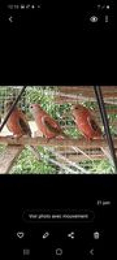   Perruches bourkes  