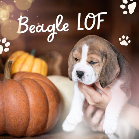 Chiots BEAGLE au LOF 1150 57410 Siersthal