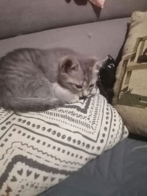 Joli chaton 0 92700 Colombes