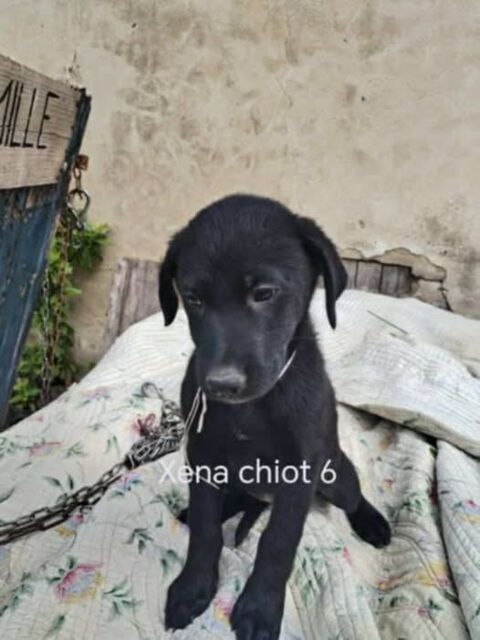 Chien XENA à l adoption 300 26790 Tulette