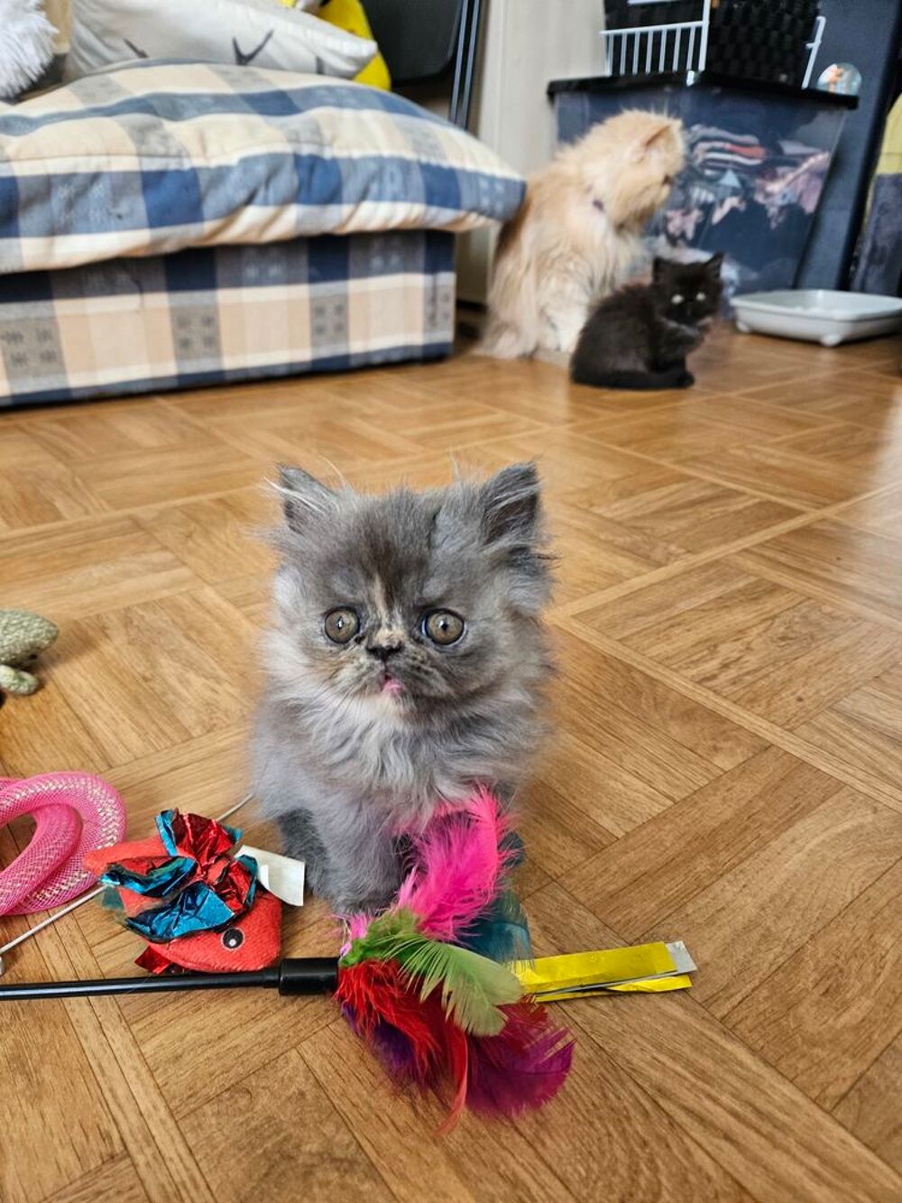   Chatons persans  