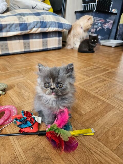 Chatons persans 650 14250 Fontenay-le-pesnel
