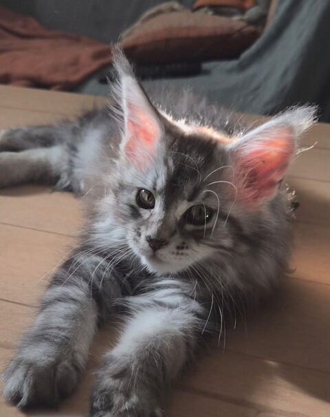 B&eacute;b&eacute;s Maine Coon Femelle Black Silver 1000 77300 Fontainebleau