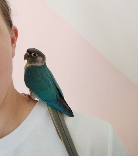 M&acirc;le Pyrrhura molinae EAM ? Turquoise Opaline SF Violet 250 89100 Sens