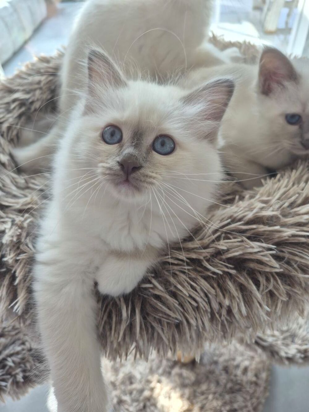   Chatons Sacrés de Birmanie 