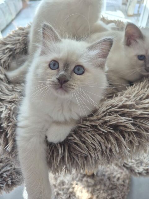 Chatons Sacr&eacute;s de Birmanie 1000 76440 Grumesnil