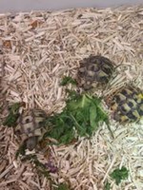   Tortue de jardin  