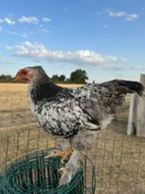   Coq 