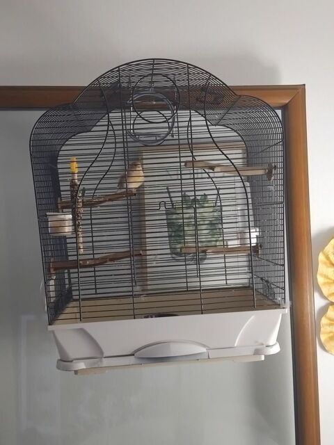 Cage et oiseau 50 13090 Aix-en-provence