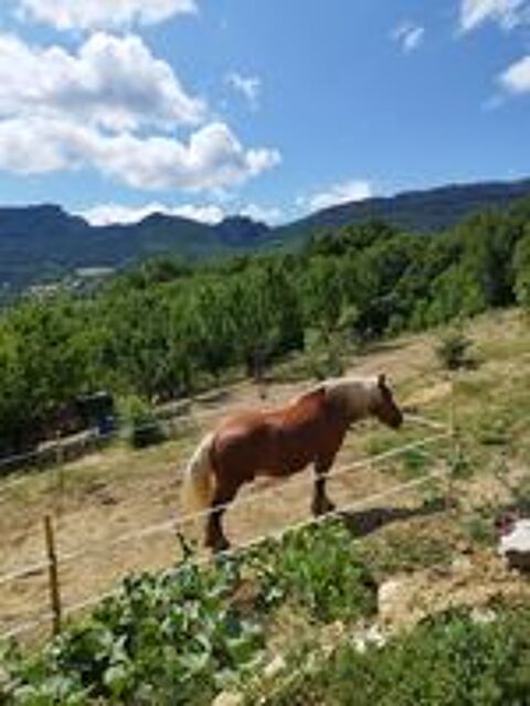   Pension chevaux ou Loc près  