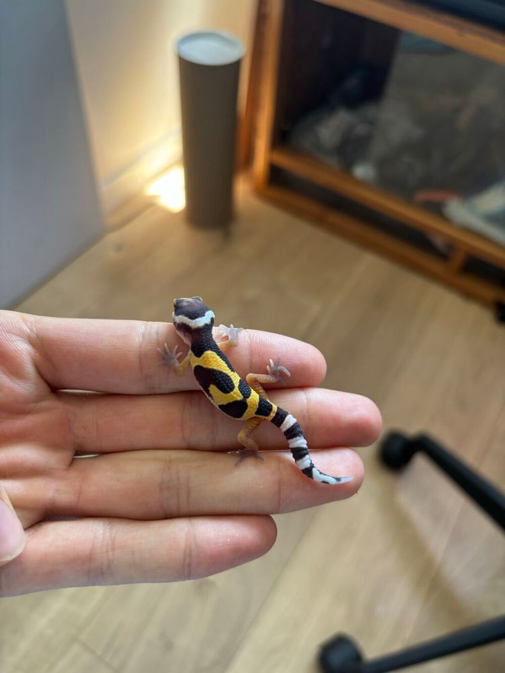 Gecko l&eacute;opard Accessoires