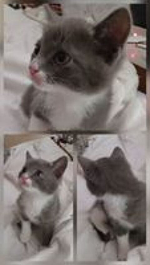   Chaton 